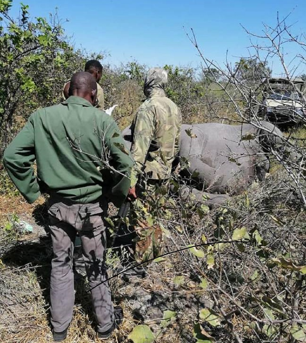 Centenas de elefantes misteriosamente encontrados mortos no Botsuana