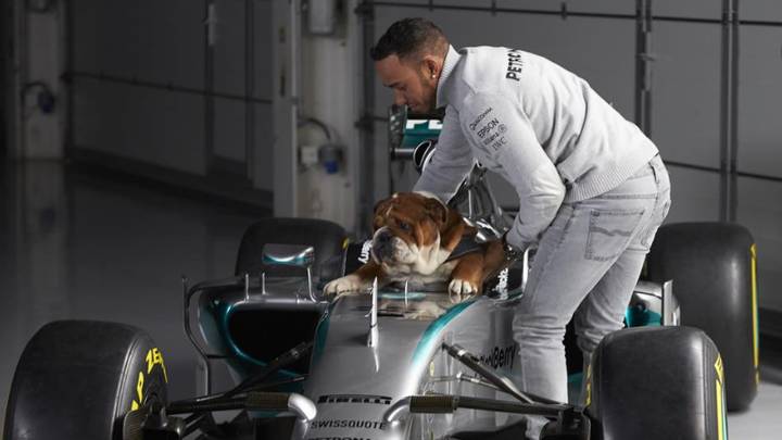 Lewis Hamilton diz que seu buldogue Roscoe agora é totalmente vegano
