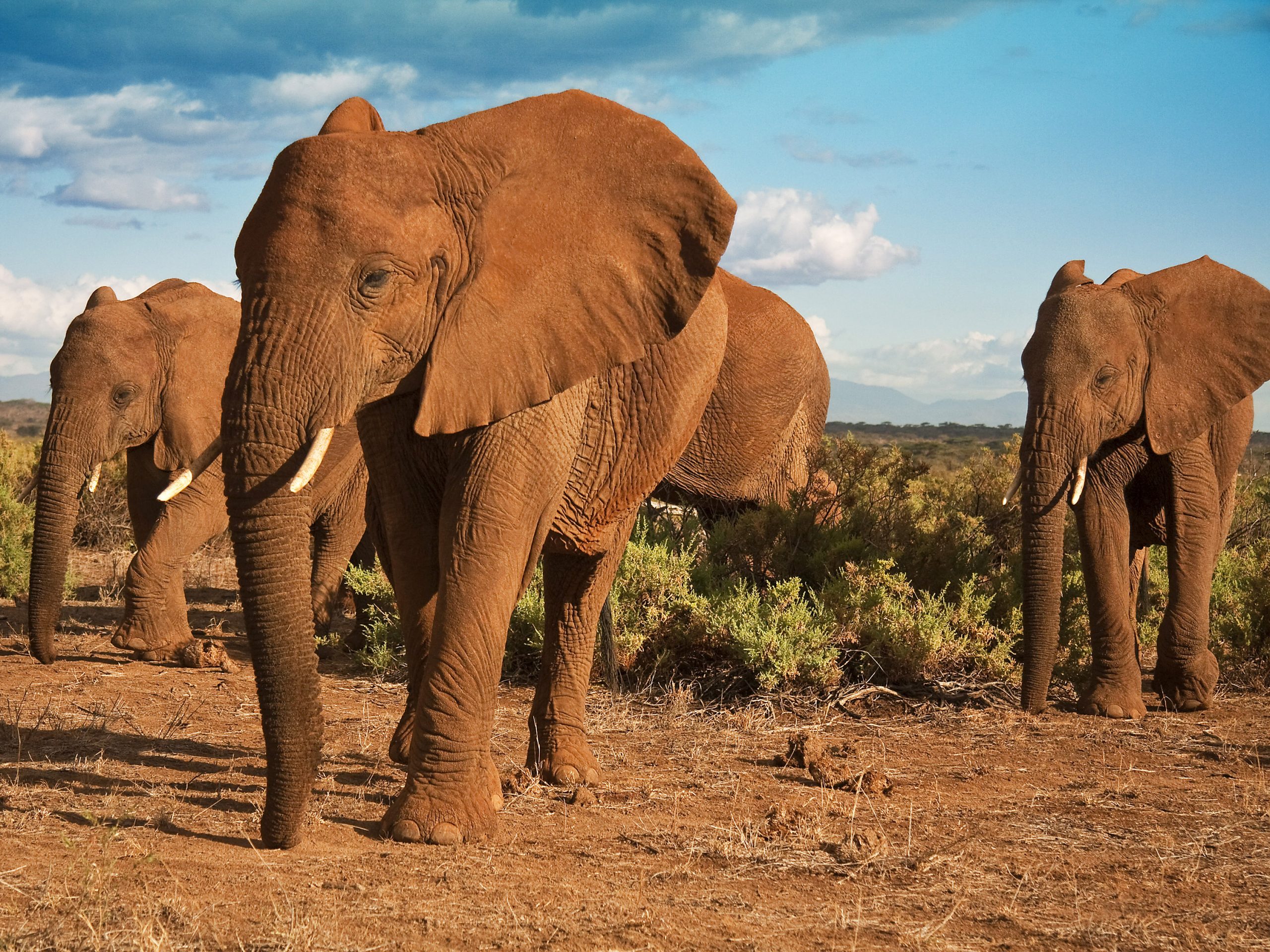 Caçadores matam cinco elefantes africanos em parque nacional do ...