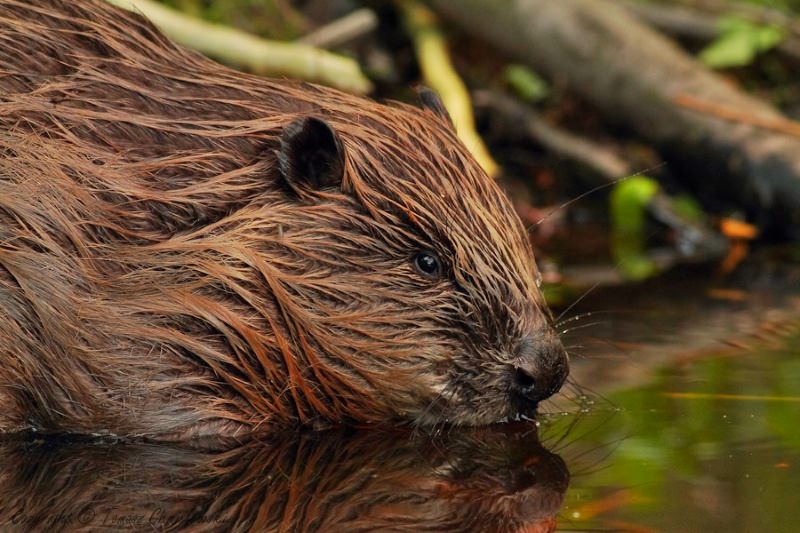 Os primeiros castores selvagens da Inglaterra em 400 anos continuarão a viver no River Otter