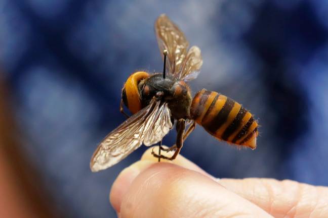 Cientistas estão correndo para capturar 'vespas assassinas' antes que seus números aumentem