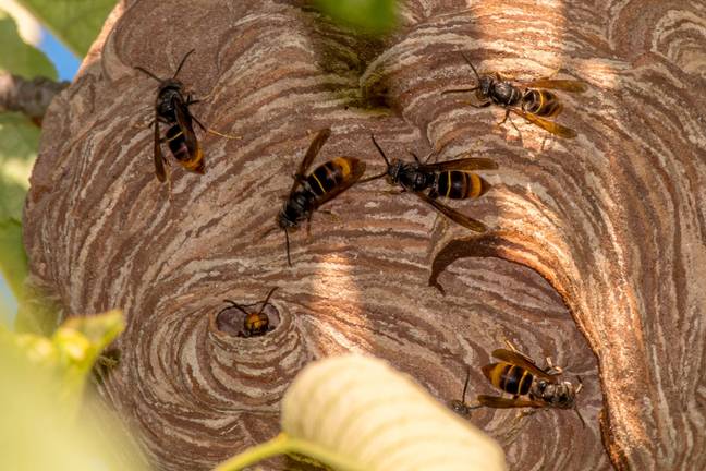 Cientistas estão correndo para capturar 'vespas assassinas' antes que seus números aumentem