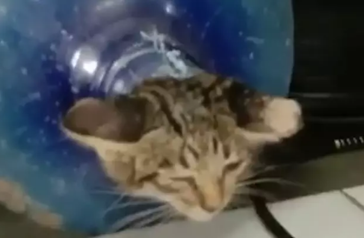 Bombeiros resgatam gatinho preso em galão de água