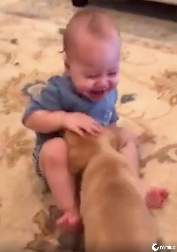 Filhote de cachorro adorável e talentoso foi dado de presente de aniversário para bebê que não parava de rir