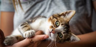 benefícios espirituais dos gatos